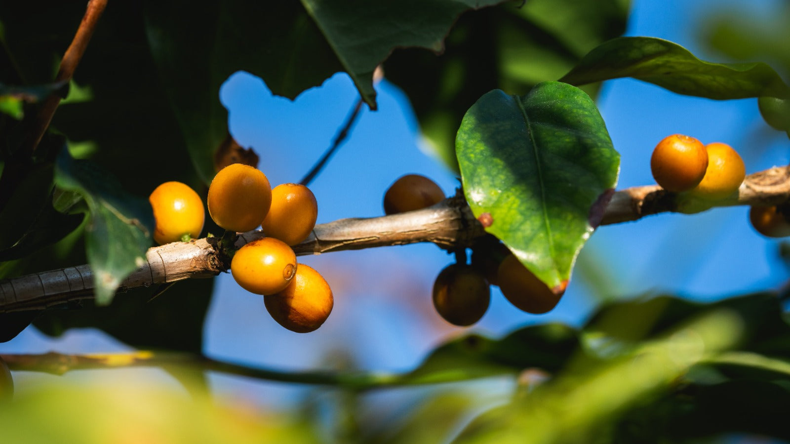 Colombia Jairo Arcila Wine Yeast Kahve | Doz Roastery